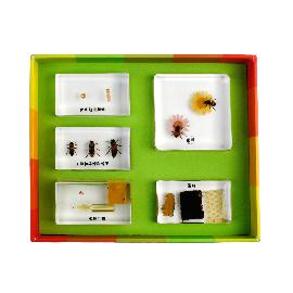 생태성장모형-꿀벌